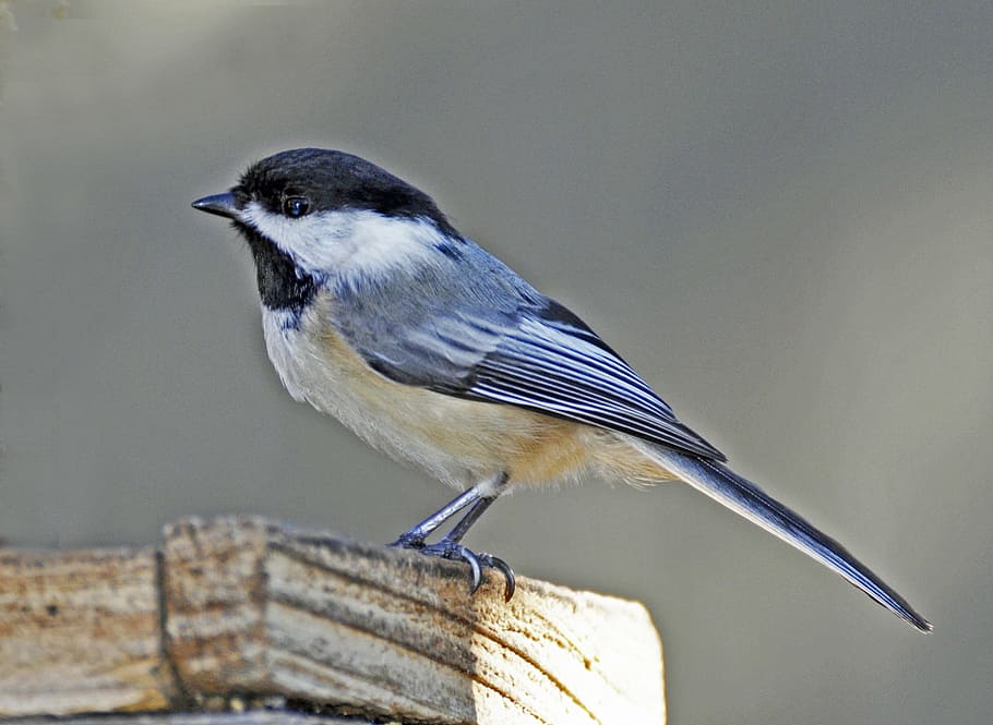 selective focus photo of chickadee bird, bluebird, spring, fence HD wallpaper