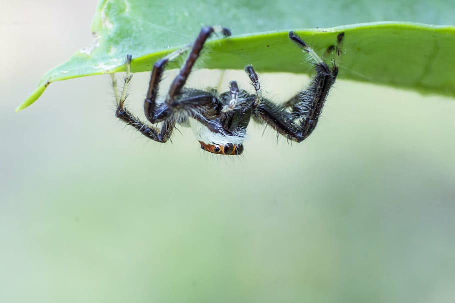 spider, macro, bug, insect, invertebrate, animal themes, animals in the wild HD wallpaper