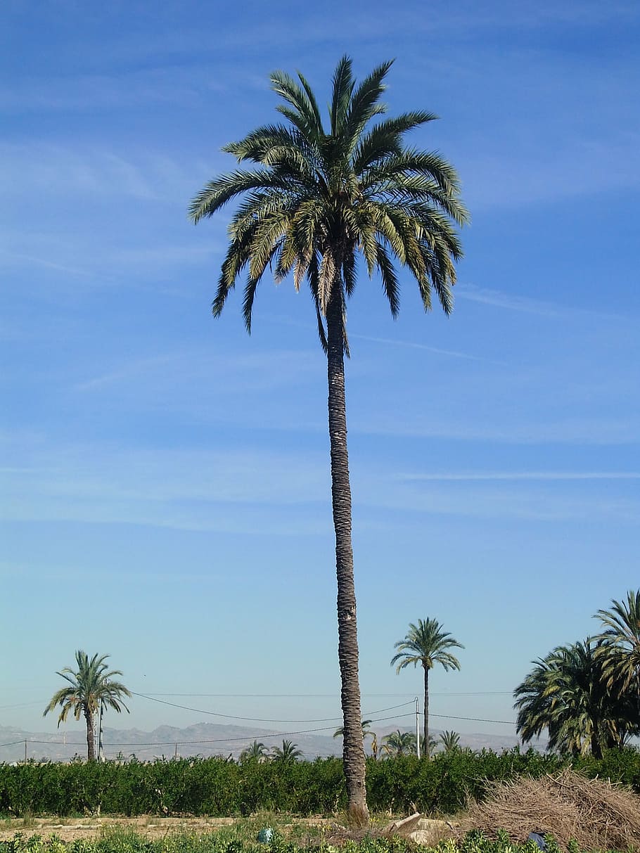palm tree, field, elche, plant, tropical climate, sky, growth HD wallpaper