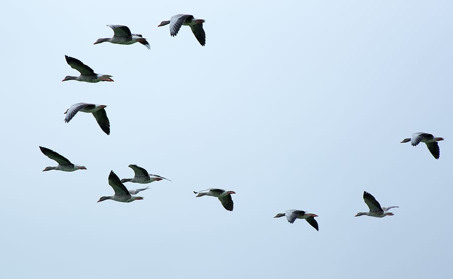 time lapse photography of flock of birds in flight, swarm, migratory birds, HD wallpaper
