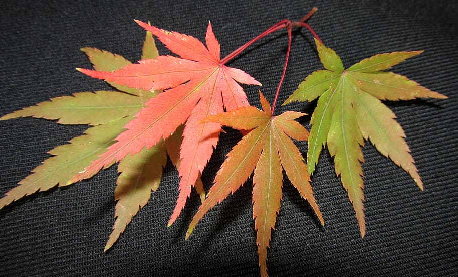 leaf, fall, maple, nature, flora, plant part, autumn, close-up HD wallpaper