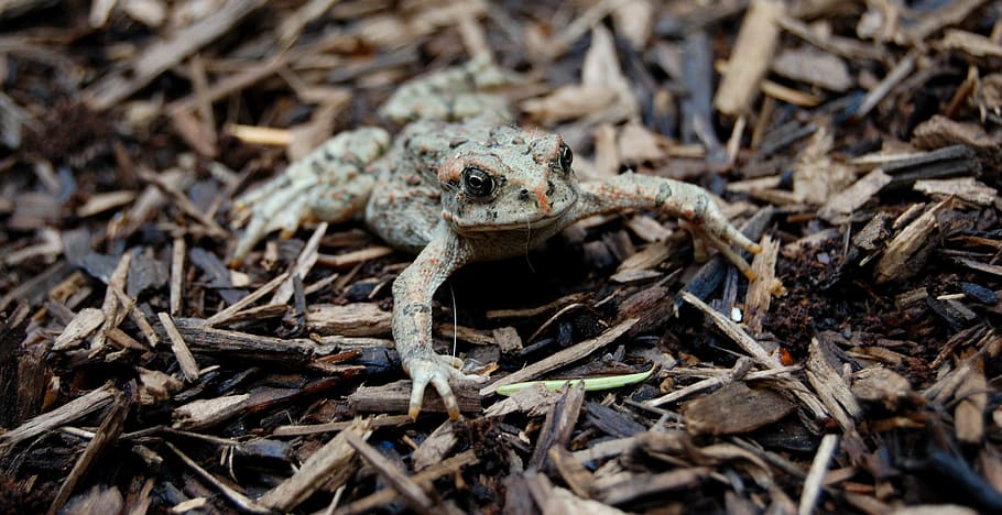 toad, amphibian, forest, floor, wildlife, animal themes, animal wildlife HD wallpaper
