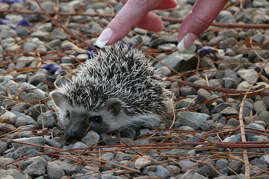 hedgehog, small, baby, tiny, big ears, cute, wild animals, spur HD wallpaper