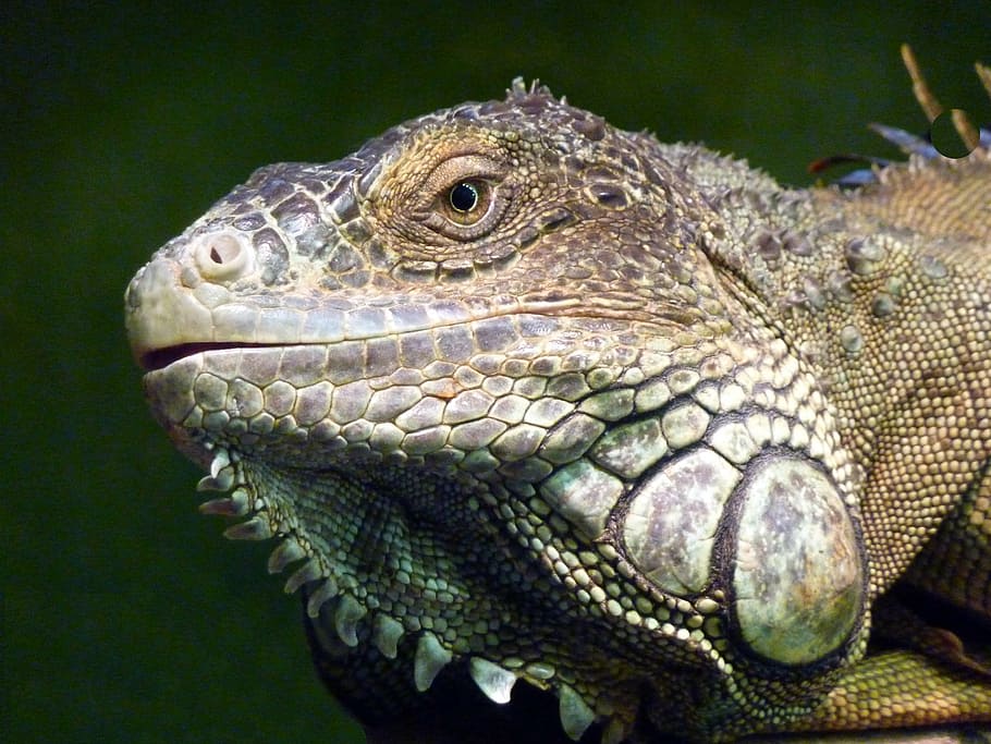 iguana, reptile, lizard, profile, face, animal, cute, pet, macro, HD wallpaper