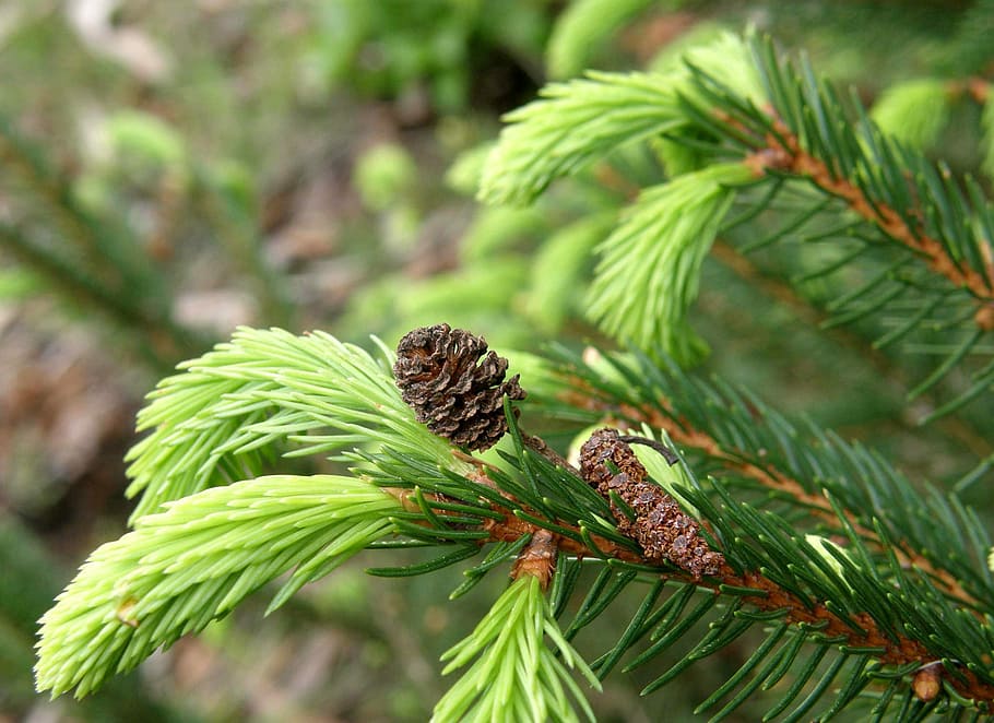Tree, Tap, Needles, Nature, Green, Plant, forest, conifer, branches HD wallpaper