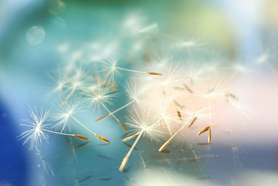 photography of dandelions, abstract, soft focus, teal, blue, fluffy