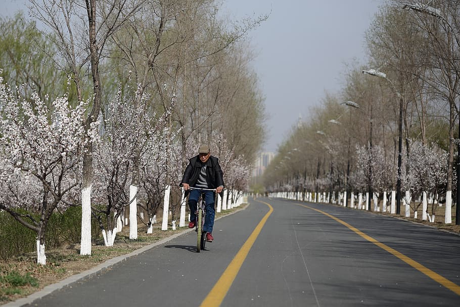 road, tree, lane, guide, nature, path, plant, transportation HD wallpaper