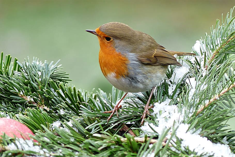 short-beaked brown and orange bird on tree stem, robin, erithacus rubecula HD wallpaper
