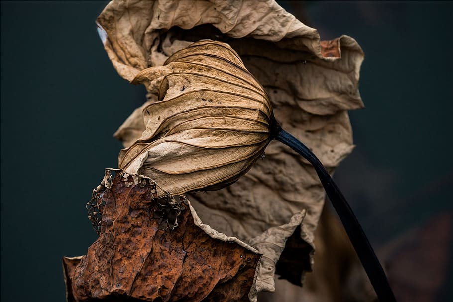 lotus leaf, withered, depression, autumn, dry, no people, close-up HD wallpaper
