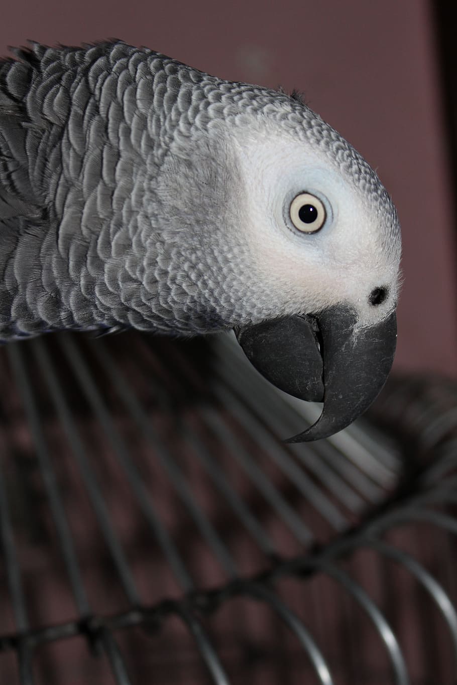 grey, parrot, bird, pet, animal themes, one animal, close-up HD wallpaper