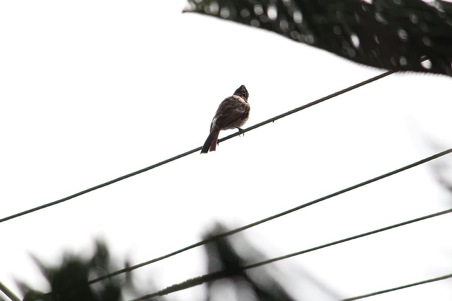 livewire, sparrow, bird, alone, vertebrate, animals in the wild HD wallpaper