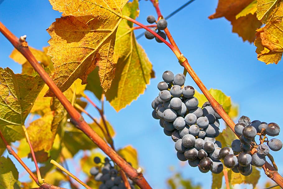 blue, sky, garden, field, grape, fruit, tree, leaf, plant part HD wallpaper
