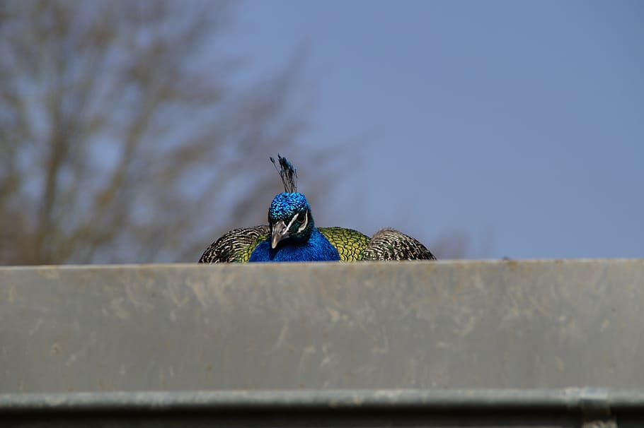 bird, peacock, males, close, crouch, roof, duck, hidden, animal wildlife HD wallpaper