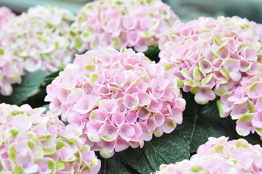 hydrangea, pink, flower, nature, bloom, plant, garden, blossom HD wallpaper