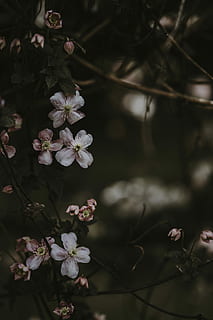 pink-and-white petaled flowers, selective focus photography of pink and white petaled flowers HD wallpaper