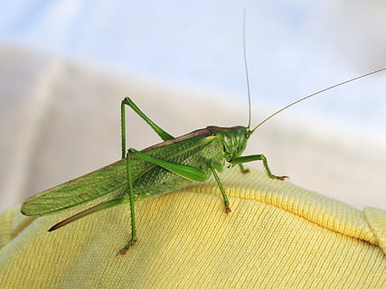 green grasshopper on yellow knitted textile, animal, bug, creature HD wallpaper