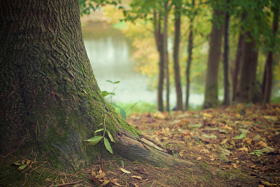 green leaf plant on green tree trunk in close-up photography HD wallpaper