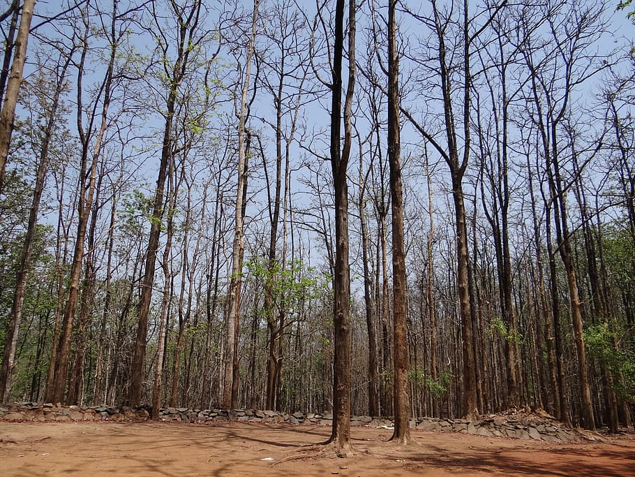 forests, dandeli, karnataka, india, wild, travel, tree, plant HD wallpaper