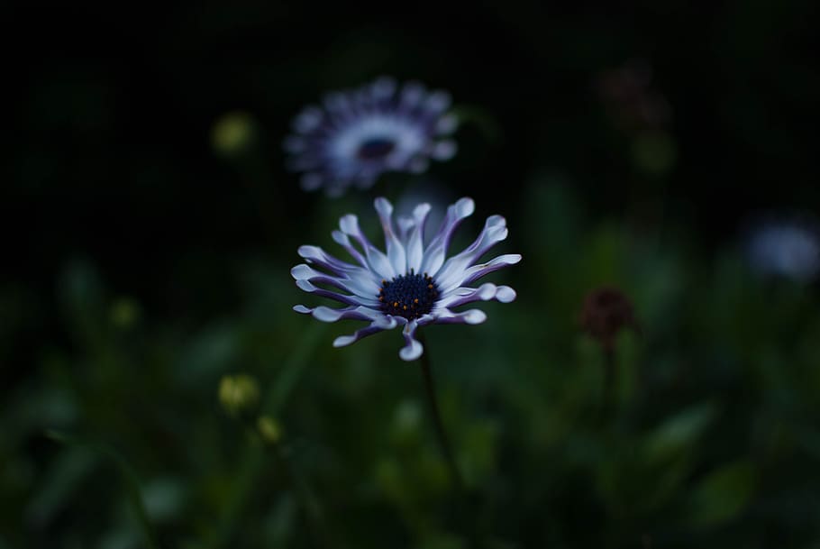 flower, blue, violet, macro, flowering plant, freshness, fragility HD wallpaper