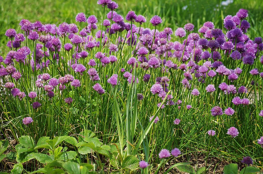 chives, flower, onions, flowering plant, beauty in nature, growth HD wallpaper