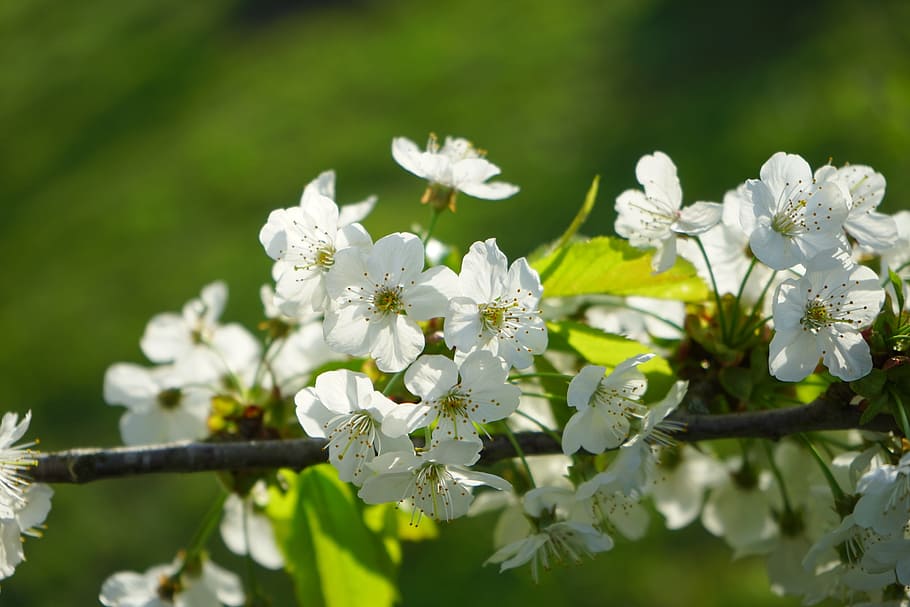 cherry blossoms, flowers, white, tree, flowering twig, branch HD wallpaper