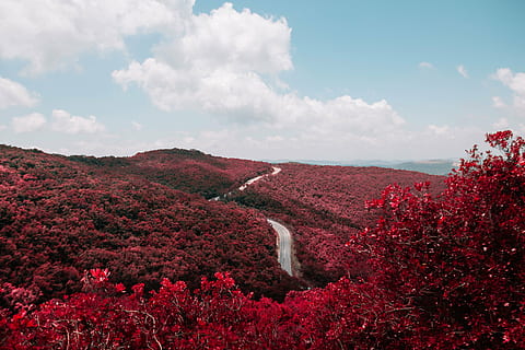 gray road surrounded by red flowering trees, close, photo, leaf HD wallpaper