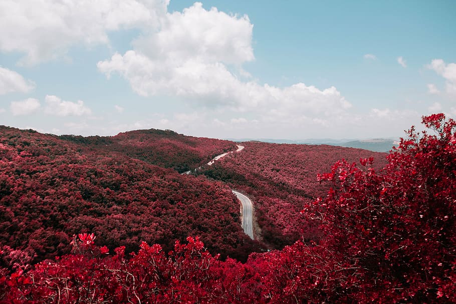 gray road surrounded by red flowering trees, close, photo, leaf HD wallpaper