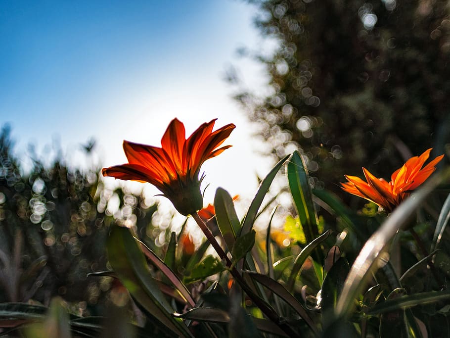 Flowers, Back Light, Sun, Orange, blossom, bloom, nature, plant HD wallpaper