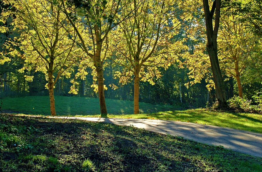 summer, trees, sun, leaves, shadow, branches, plant, beauty in nature HD wallpaper