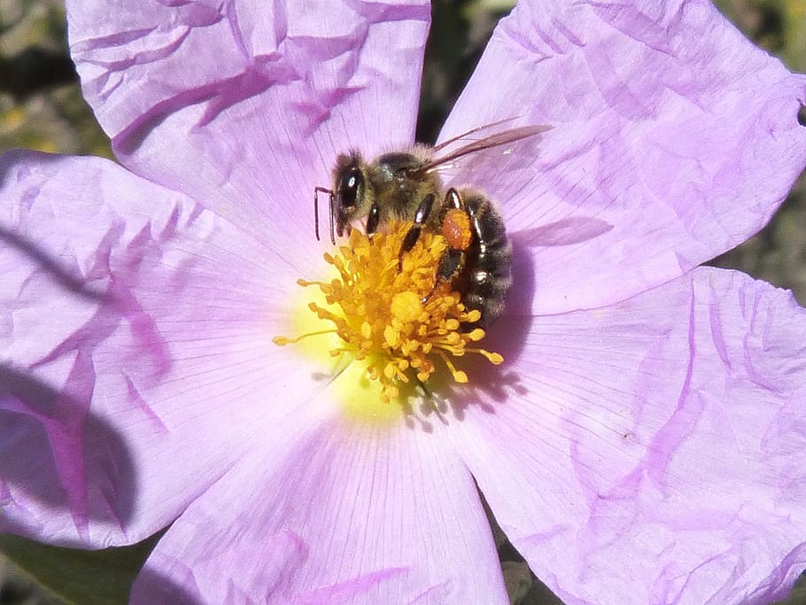 insect, bee, flower, pollen, nectar, flowering plant, petal HD wallpaper