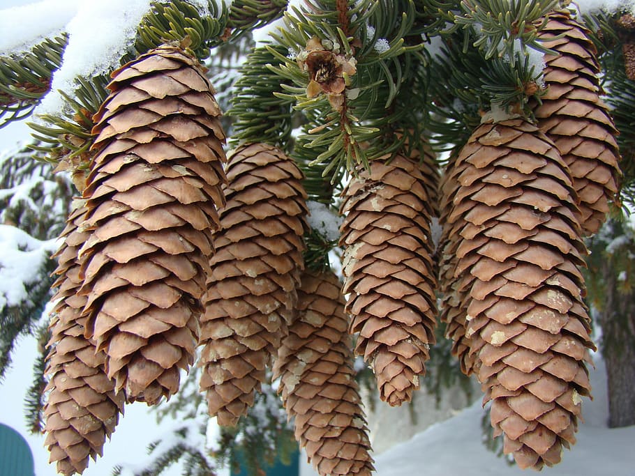 cones, evergreens, winter, snow, tree, growth, no people, plant HD wallpaper