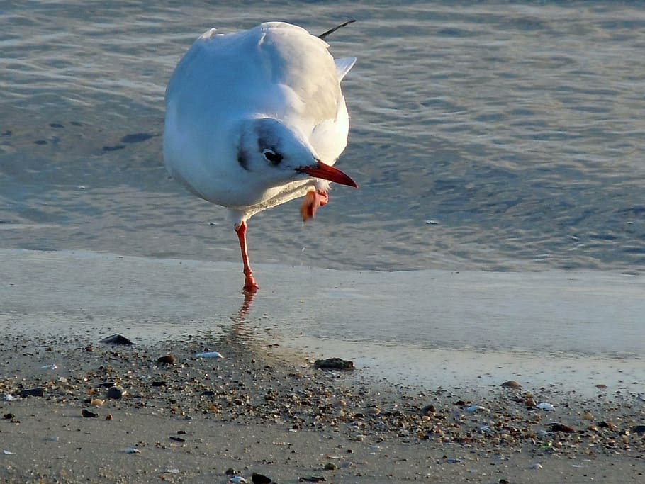 black headed gull, seagull, dressing up, animal themes, bird HD wallpaper