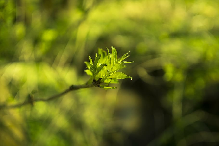 bud, sprout, nature, spring, plant, grow, branch, young, close HD wallpaper