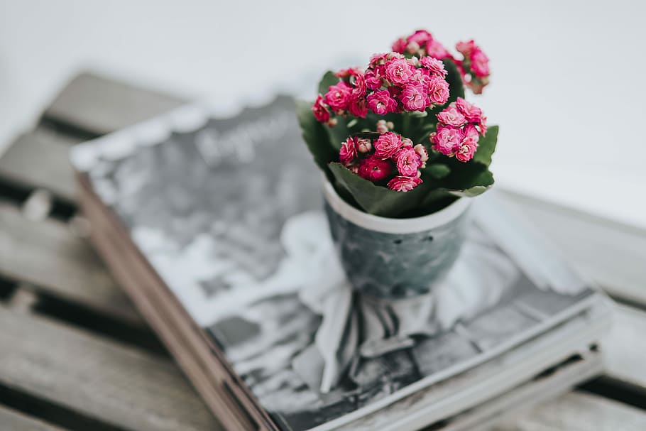 Little pink flowers in a pot with various items, flora, table HD wallpaper
