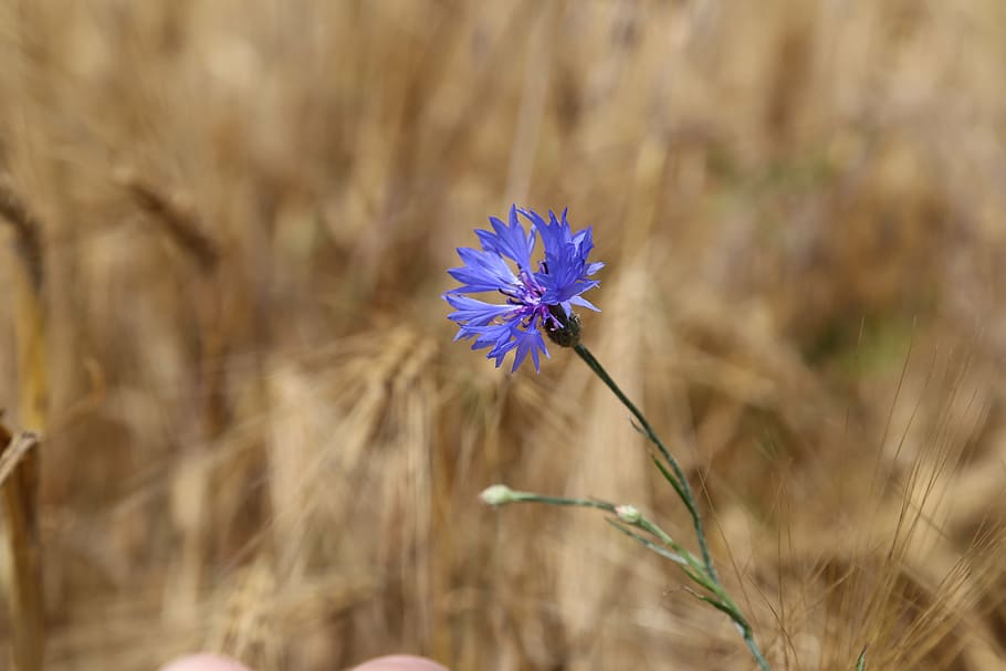purple cornflower, cornfield, nature, flowers, bloom, cereals HD wallpaper