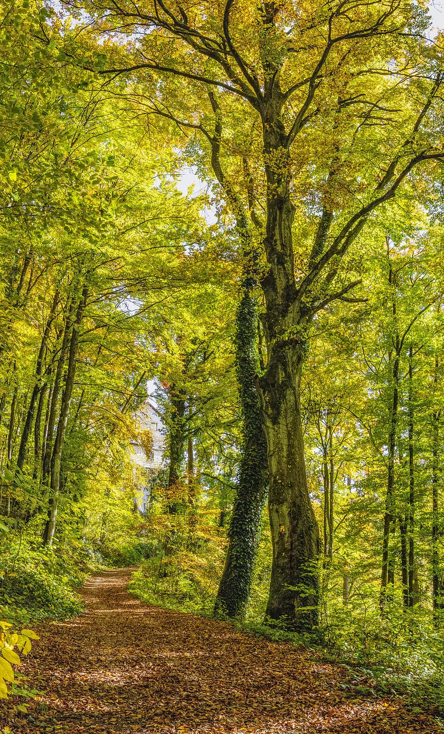 brown pathway between trees, forest, away, trail, autumn, beautiful HD wallpaper