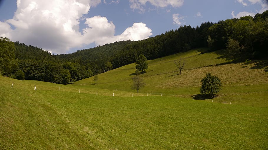 black forest, meadow, summer, plant, tree, grass, green color HD wallpaper