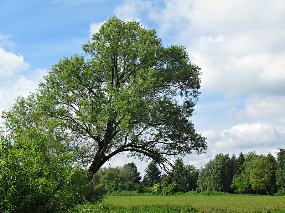 tree, spring, nature, landscape, green, plant, sky, cloud - sky HD wallpaper