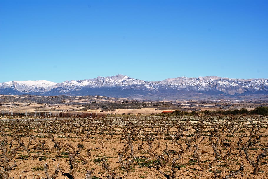 la rioja, logroño, vineyards, winter, desert, mountain, nature, HD wallpaper