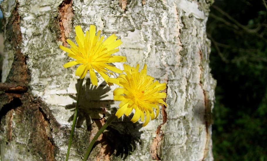 flower, tree, nature, plant, yellow, flowering plant, tree trunk HD wallpaper