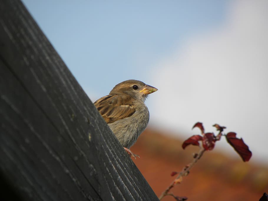 bird, homester, beak, sparrows, nature, animal themes, one animal HD wallpaper
