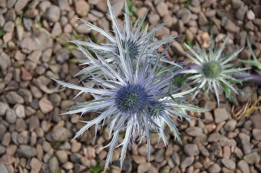 flower, thistle, nature, plant, flowering plant, fragility HD wallpaper