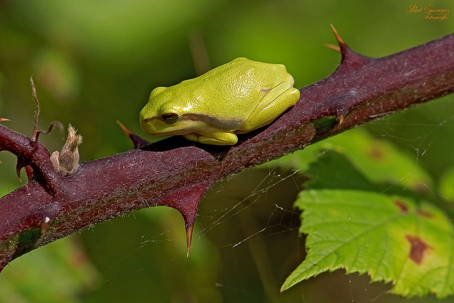 frog, nature, mini, little frog, animal themes, animal wildlife HD wallpaper