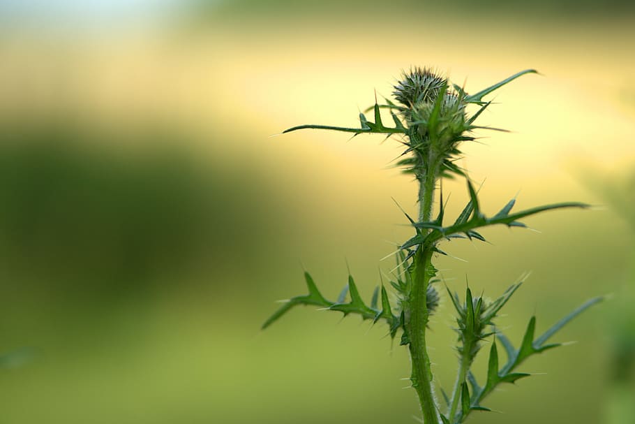 thistle, sting, prickly, summer, plant, flora, flower, nature HD wallpaper