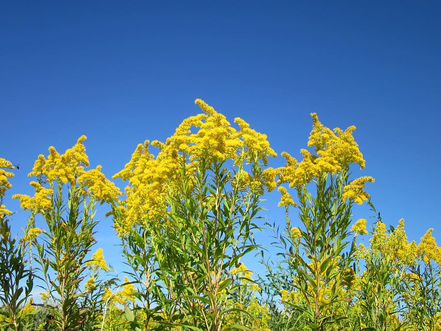 solidago canadensis, goldenrod, flower, flora, plant, invasive, HD wallpaper