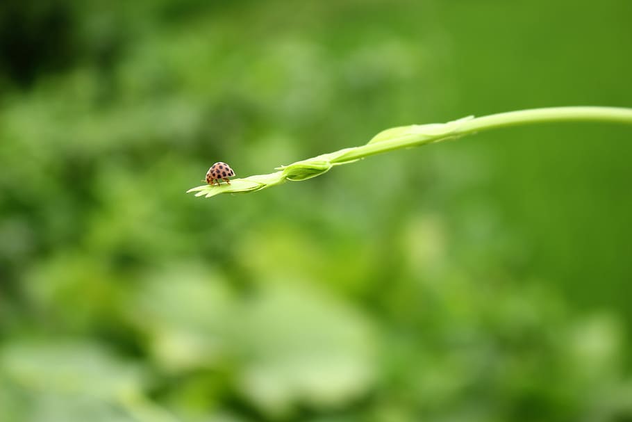 Background, Ladybug, Seven Stars, green, insect, branches, growth HD wallpaper