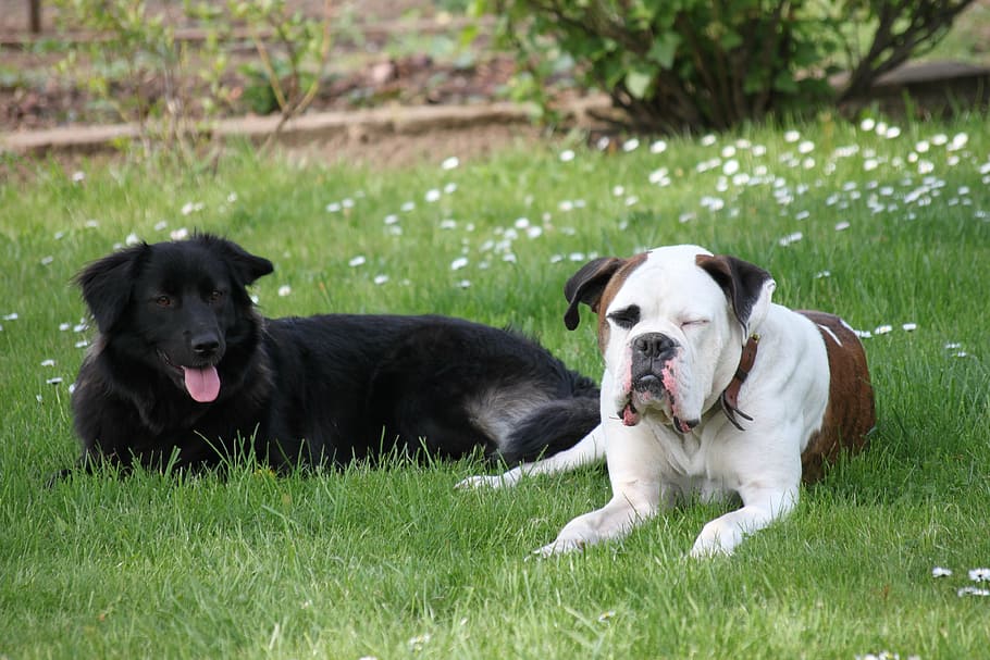 play, dogs, rush, grass, animal, nature, meadow, concerns, dog look HD wallpaper