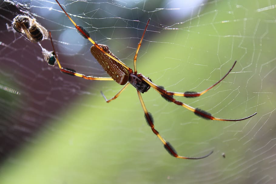 spider, web, spider web, insect, cobweb, scary, survival, animal themes HD wallpaper
