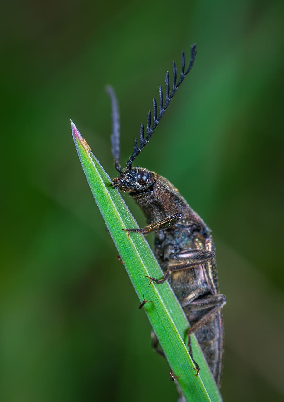 beetle, macro, insect, invertebrate, animal wildlife, animal themes HD wallpaper