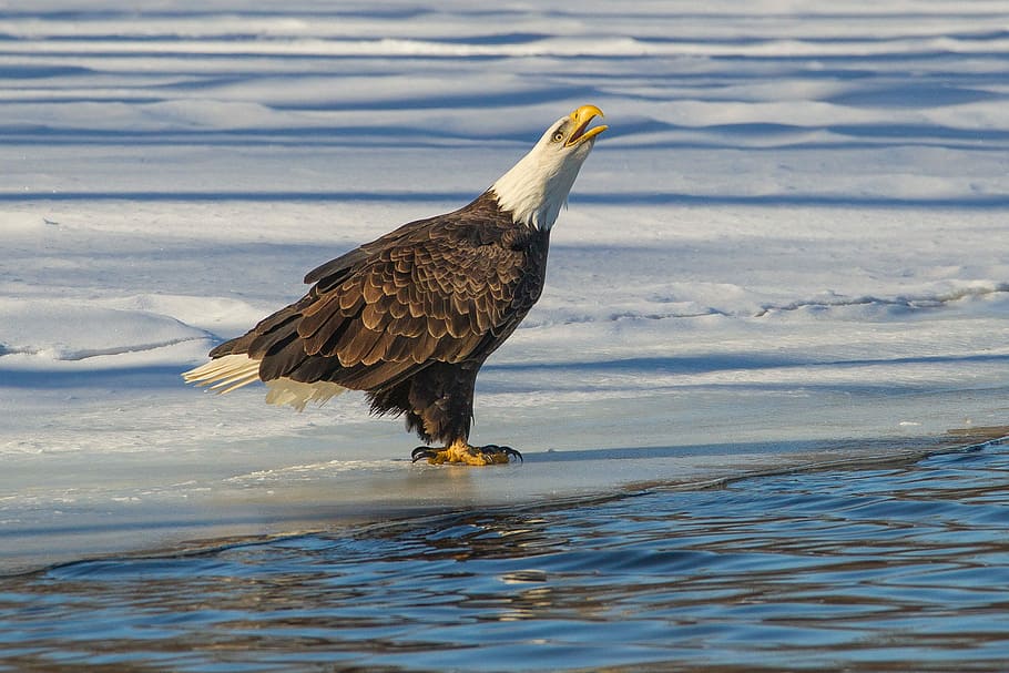 Eagle in the winter, Bald Eagle on seashore, bird, beach, sand HD wallpaper